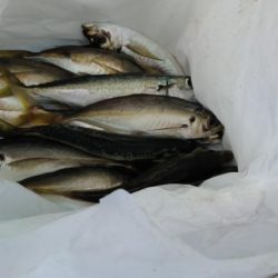 フィッシングパーク釣果良好！